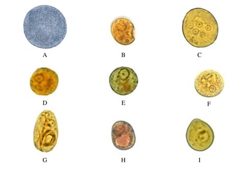 Giardia Lamblia Cyst Under Microscope | Bruin Blog