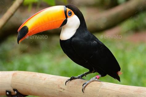 Vibrant closeup image of a Toco toucan, its beak open and showing off ...