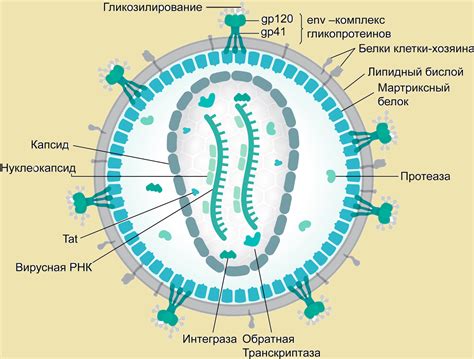 Нужно ли служить ВИЧ-инфицированным | Какую категорию ставят ...