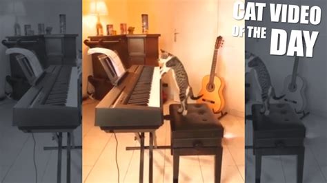 Cat Playing Piano MEME - YouTube