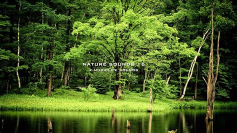 The Sound Of Nature | This Wallpapers