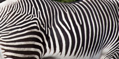 File:Zebra stripes (5018224290).jpg