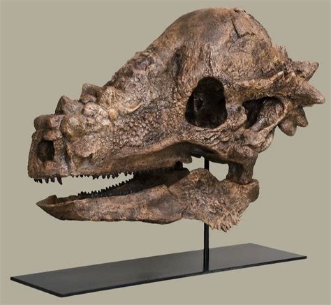 Pachycephalosaurus – Black Hills Institute