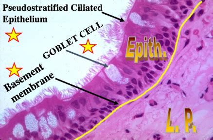 Histology of Nasal cavity, pharynx and larynx Flashcards | Quizlet