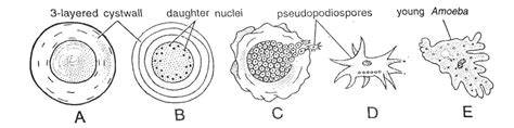 How Does Amoeba Reproduce? - (Reproduction in Amoeba)