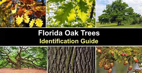 Identification Types Of Oak Trees In Florida - PELAJARAN