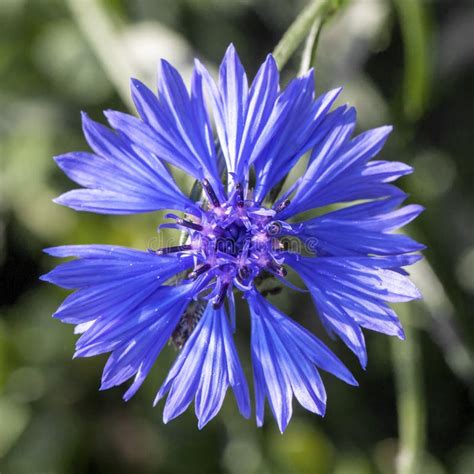 Blue Bachelor Button Flowers Stock Photo - Image of flora, herb: 150220266