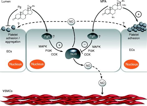 Differential regulation of endothelium behavior by progesterone and ...