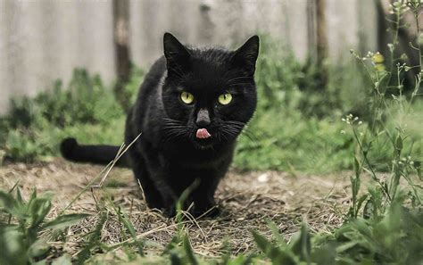 Free photo: Black Cat - Animal, Cat, Friend - Free Download - Jooinn