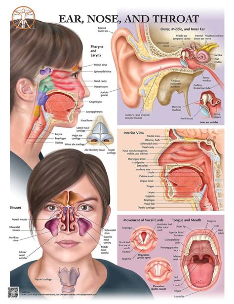 Northwell Health Ear Nose And Throat Doctors 65