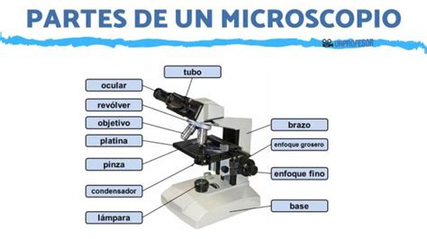 Partes de un MICROSCOPIO y su uso - con IMÁGENES!