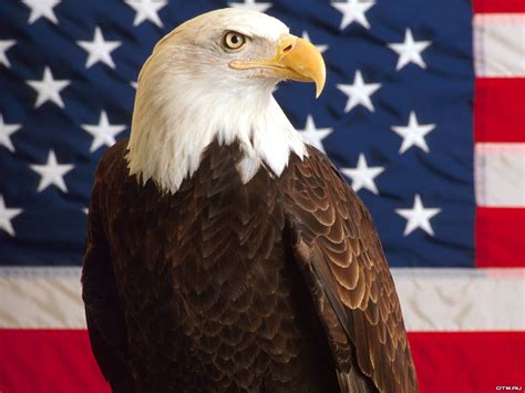 Patriotic Bald Eagle Wallpaper - WallpaperSafari