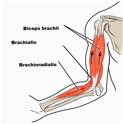 Elbow Muscles Diagram