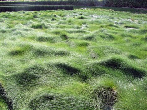 Creeping Red Fescue - Green Meadow Growers