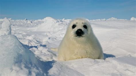 Animals in cold climates are facing a higher risk of disease outbreaks ...