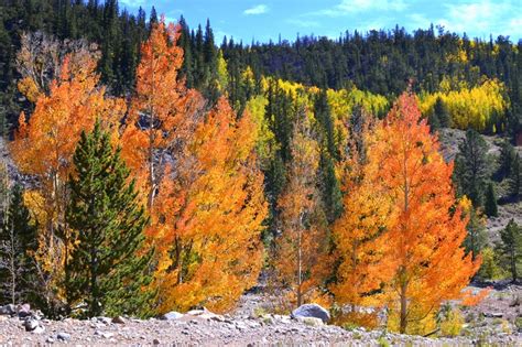 Fall Color in Colorado. The Aspen trees were amazing! | Aspen trees ...