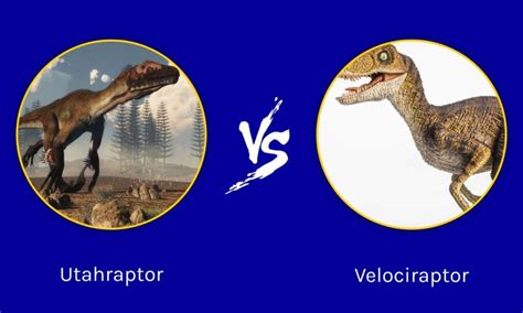 Utahraptor vs Velociraptor: Who Would Win in a Fight? - IMP WORLD