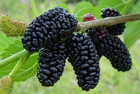 Polynesian Produce Stand : ~Dwarf Everbearing~ Black MULBERRY Tree ...