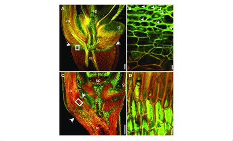 | Acridine orange staining of the region around the abscission zone ...