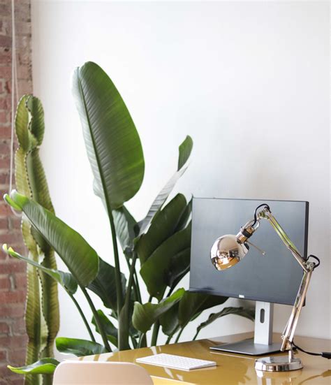 Air Purifying Plants: Can plants really improve air quality? — Plant ...