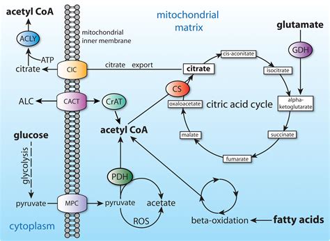 Frontiers | Acetate Revisited: A Key Biomolecule at the Nexus of ...