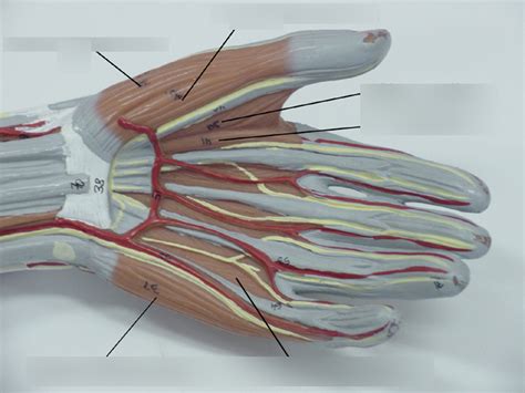 Hand Ventral Muscles Diagram | Quizlet