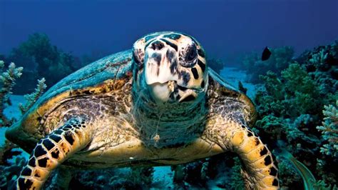 Hawksbill | turtle | Britannica