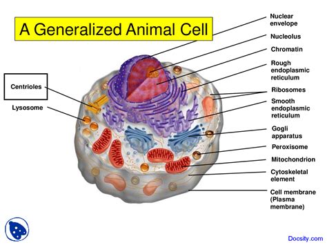 Animal Cell The Definitive Guide Biology Dictionary - Riset