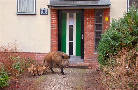 Jagd und Wildtiere - Berlin.de