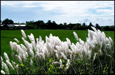 kash phool | in my farm house | sudeepto shahin | Flickr