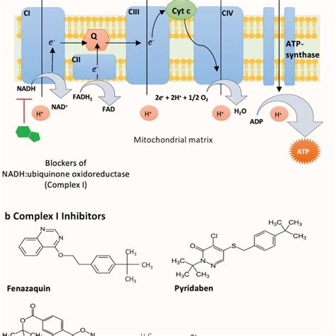 Schematic diagram of the mitochondrial electron transport chain (a) and ...