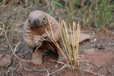 Pangolin Fact Sheet | Blog | Nature | PBS