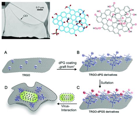 Graphene oxide nanosheets as pathogen inhibitors. Top row: Transmission ...