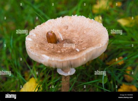 edible mushrooms in fall Stock Photo - Alamy