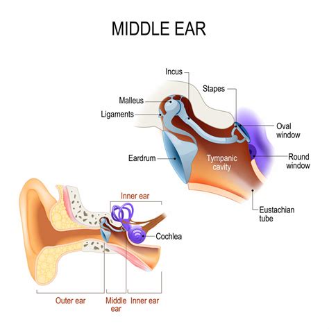 Eardrum Perforation | Blue Ridge Ear, Nose, Throat & Plastic Surgery