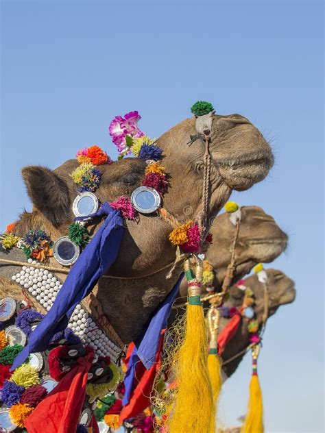 Decorated Camel at Desert Festival in Jaisalmer, Rajasthan, India ...