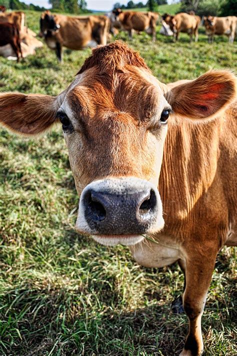 Most Popular Cow Breeds for Dairy Farming