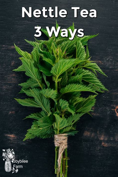 Nettle Tea Three Ways - Joybilee® Farm | DIY | Herbs | Gardening