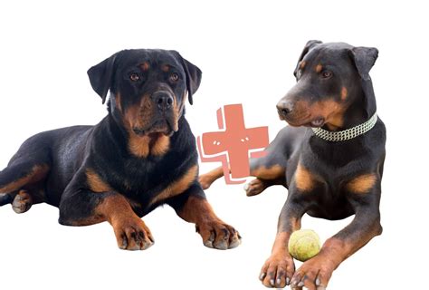 Are Rottweilers And Doberman Pinschers Related