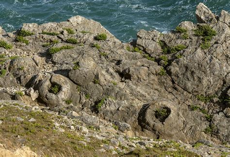 Fossil forest, Lulworth Cove, Dorset, UK - Stock Image - C051/2463 ...