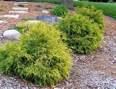 Gold Mop Cypress Live Plant 1-2 Feet Tall | Etsy in 2021 | Small ...