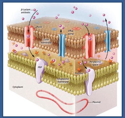 Beta Lactam Bacteria