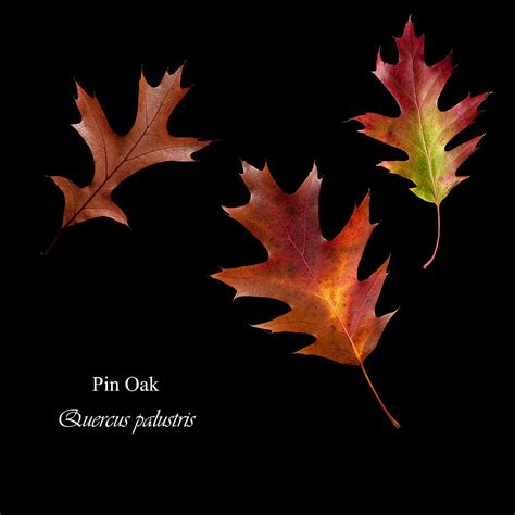 Fall Pin Oak Leaves Photograph by Russell Shively - Fine Art America