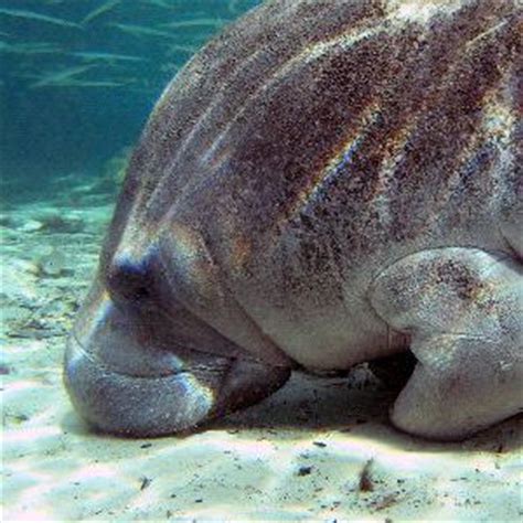 Manatee Feeding - Animal Facts and Information