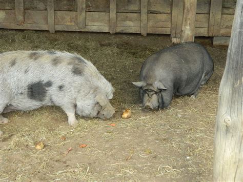 two pigs eating | Rikki's Refuge | Flickr