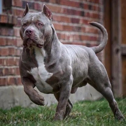 Since Bully XL dogs are on the TL, we should look at some of the dogs ...