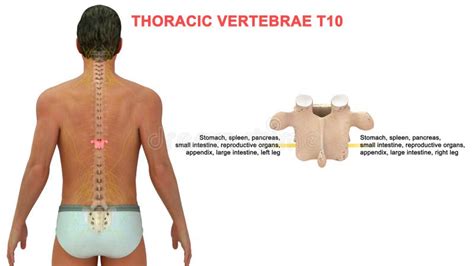 Thoracic Vertebrae or Thoracic Spine Bone T10 Stock Illustration ...