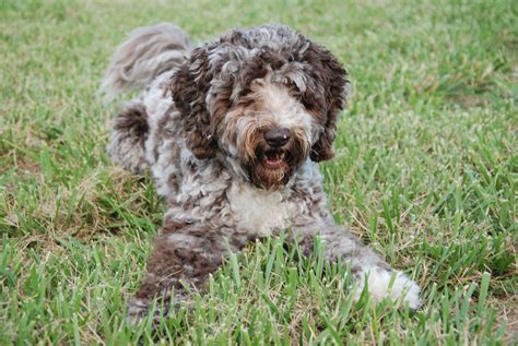 Expectant Litters Medium Australian Labradoodles Size: 25-35 lbs & 16 ...