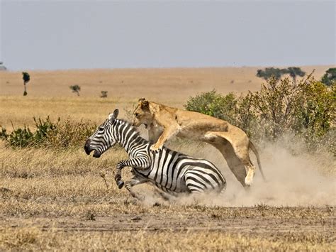 MASAI MARA WILDLIFE PHOTOGRAPHY WORKSHOP | SGTREK