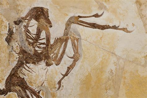 Archaeopteryx fossil - Stock Image - C045/9456 - Science Photo Library